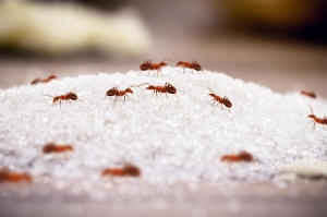 Bed Bug Powder: Diatomaceous Earth - A Comprehensive Guide [2023]